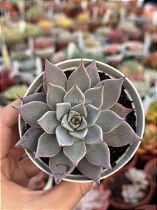 Echeveria cuspidata parrasensis