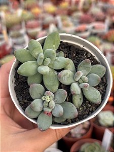 Pachyveria garcias