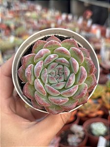 Echeveria strawberry diamond