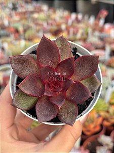 Echeveria poog (importada)