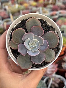 Echeveria rosaura