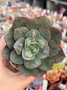 Echeveria meteor shower