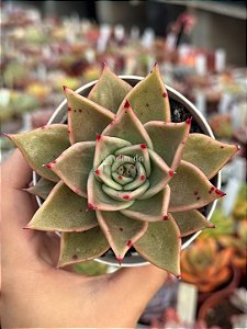 Echeveria jadestar