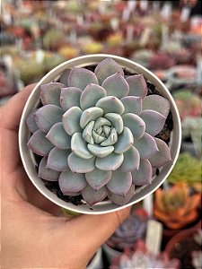 Echeveria witte