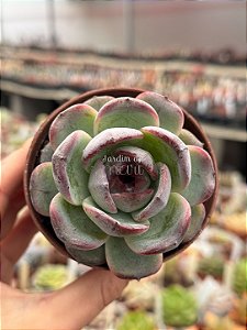 Echeveria dark opal