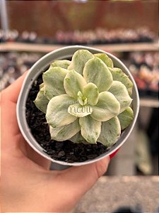 Echeveria ginmei tennyo variegata (importada)