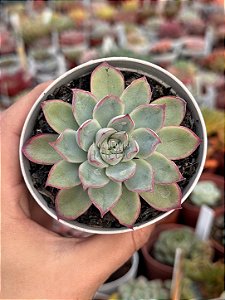 Echeveria green bumps (importada)