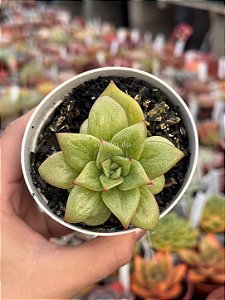 Echeveria Maria (importada)