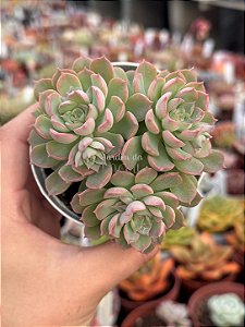 Echeveria jilin