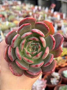 Echeveria Madonna