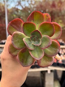 Echeveria goiabinha variegata