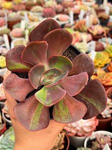 Echeveria goiabinha variegata verrugas (sem raiz)