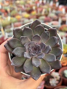 Echeveria black knight