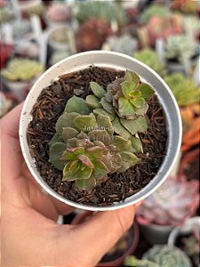 Echeveria multicaulis monstruosa(sem raiz)