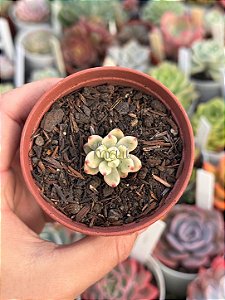 Echeveria macdougalli variegata (pouca raiz)