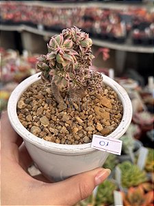 Aeonium Sunburst cristata (01)