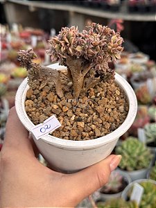 Aeonium sunburst cristata 02