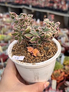 Aeonium sunburst cristata 06