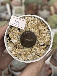 Lithops 13