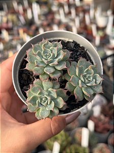 Echeveria halbingerii san joaquim