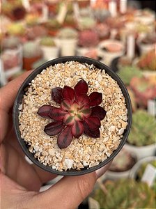 Aeonium chanel