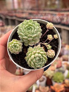 Echeveria pink berry