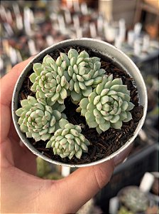 Echeveria pink berry