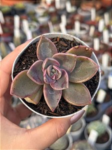 Graptoveria bainesii