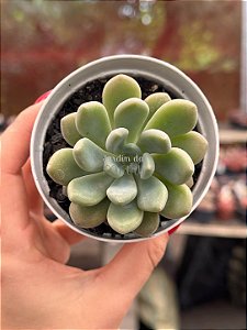 Echeveria xilitol