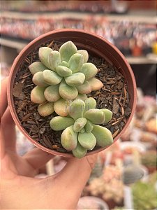 Echeveria xilitol