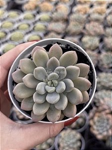 Echeveria xilitol