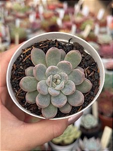 Graptoveria black raccon mutação