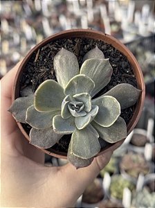 Echeveria colorshift