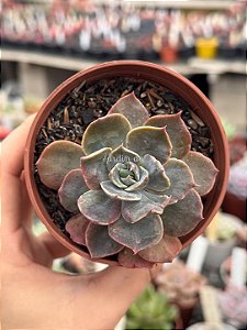 Echeveria colorshift