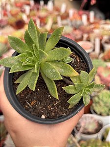 Aeonium simsii
