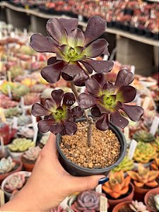 Aeonium zwartkop (arvoreta colônia)