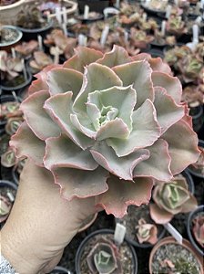 Echeveria chantilly green mint