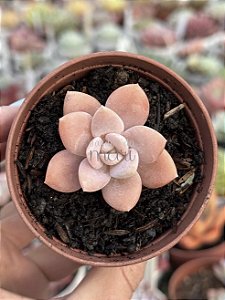 Echeveria valentina rose