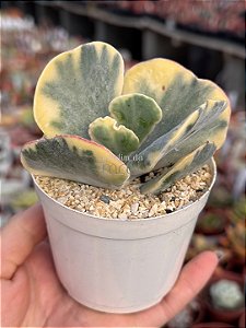 Cotyledon undulata variegata G (sem raiz)