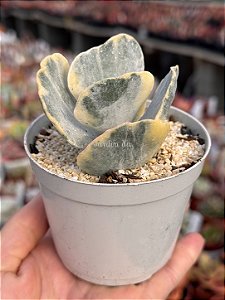 Cotyledon undulata variegata M (sem raiz)