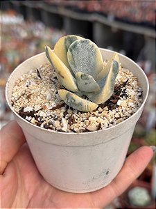 Cotyledon undulata variegata P (sem raiz)