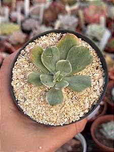 Echeveria raindrops variegata (sem raiz)