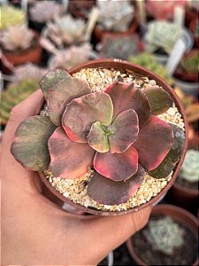 Echeveria red phoenix variegata (sem raiz)
