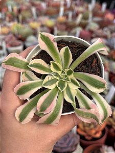 Aeonium riverstone (sem raiz)