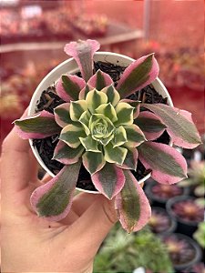 Aeonium riverstone