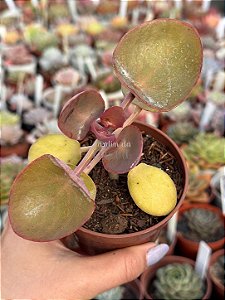 Kalanchoe nykae