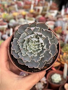 Echeveria shaviana