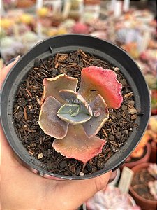 Echeveria monster (sem raiz)