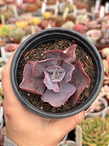 Echeveria dakota (sem raiz)