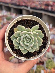 Echeveria big joe